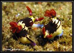 Off the coast of Inhambane these two nudibranchs seems to... by Rene Schutte 